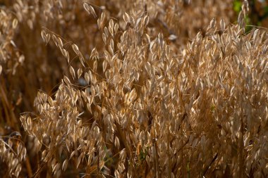 Tarlada olgun yulaf filizleri