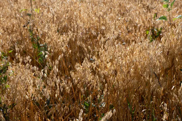 Sprouts Ripe Oats Field — Stock Photo, Image