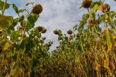 Olgun ayçiçeği tarlada tepeden tırnağa atılıyor. Rusya