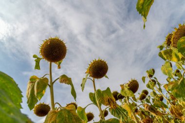 Olgun ayçiçeği tarlada tepeden tırnağa atılıyor. Rusya