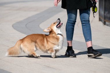 Galli Corgi hırkalı köpeği gezdiren kadın.