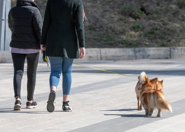 Le donne a piedi gallese Corgi cardigan cane — Foto Stock