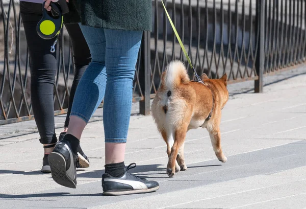 Kobiety spacerujące z jednym pomarańczowym psem — Zdjęcie stockowe
