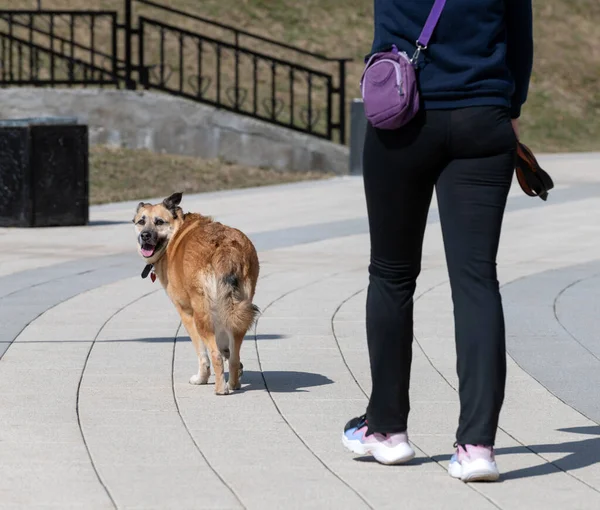 La donna che cammina con un grosso cane rosso — Foto Stock