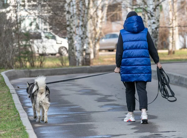 A mulher caminhando com um grande cão cinza — Fotografia de Stock