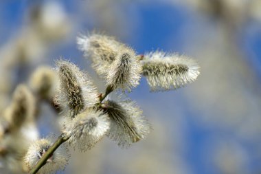 A twig of blossoming pussy-willow on a background of blue sky