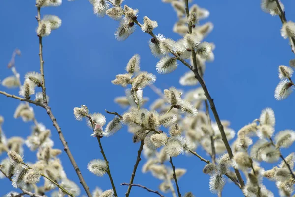 Twig Blossoming Pussy Willow Background Blue Sky — Stockfoto