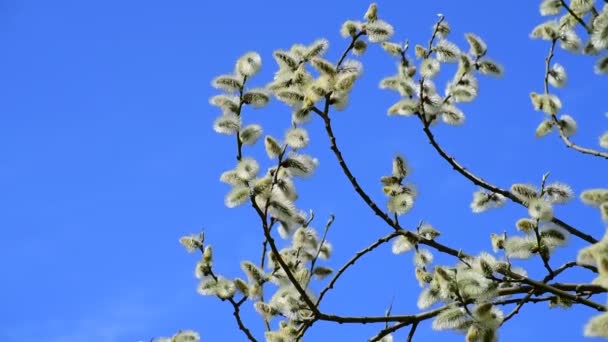 Twig of blossoming pussy-willow on a background of blue sky — Stock Video