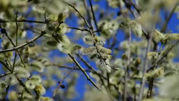 Twig of blossoming pussy-willow on a background of blue sky — Video