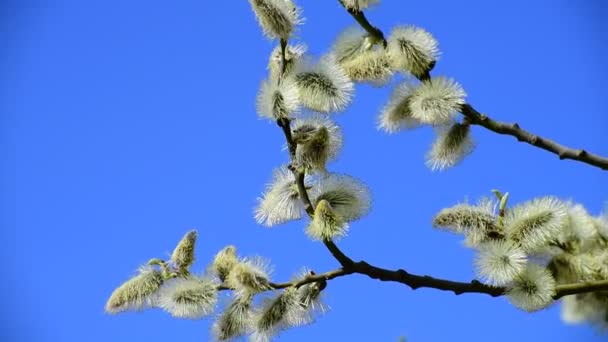 Twig of blossoming pussy-willow on a background of blue sky — Stock Video