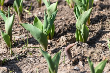 Baharın başında genç lale filizleri