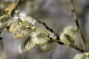 A twig of blossoming pussy-willow in early spring