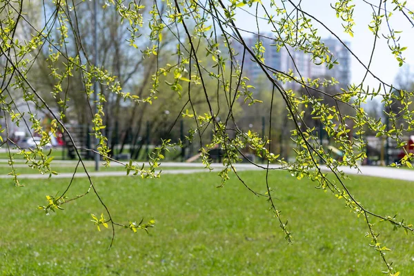 Twigs of blossoming pussy willow on a background of city — Stock fotografie