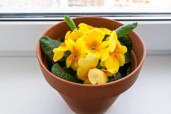 Gele primrose op een achtergrond van op de vensterbank — Stockfoto