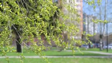 twigs of blossoming pussy willow on a background of city. Moscow, Russia