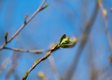 Baharın başında yaprakları genç olan bir ağacın dalına.