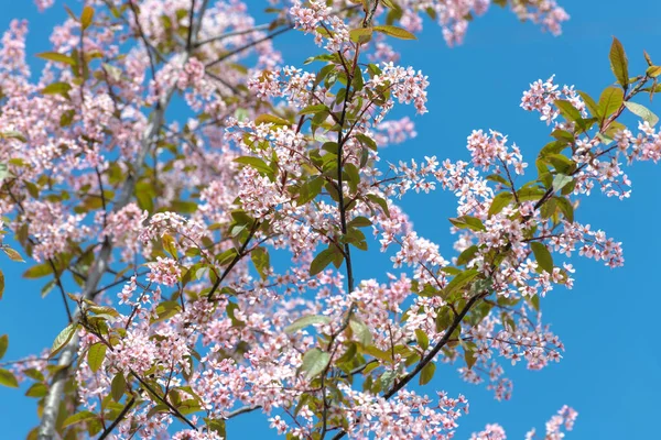 蓝天背景下的粉色盛开的鸟儿樱桃 — 图库照片