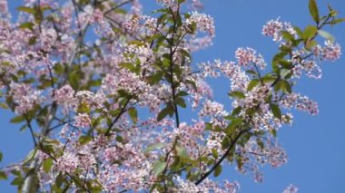 Mavi gökyüzü arka planında pembe çiçek açan kuş kirazı