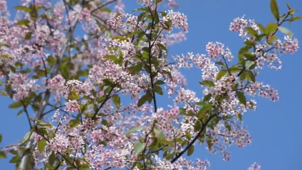 Rosa blommande fågel körsbär på en blå himmel bakgrund — Stockvideo