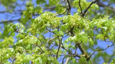 Bahar başında taze yapraklı akçaağaç dalı