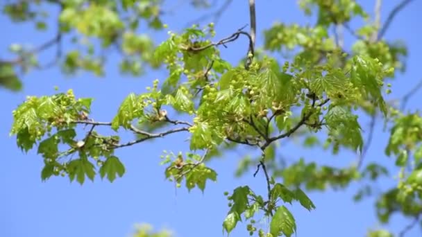 Rama de arce con hojas jóvenes a principios de primavera — Vídeos de Stock