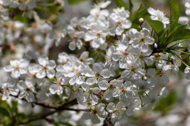 Bol çiçekli kiraz dalı, makro