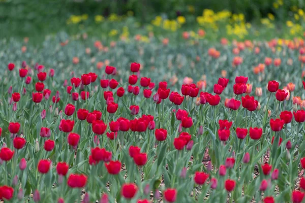 Muitas Tulipas Vermelhas Varietais Canteiro Flores — Fotografia de Stock