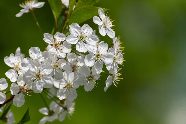 Cherry Branch Abundant Flowering Macro — Stock Photo, Image