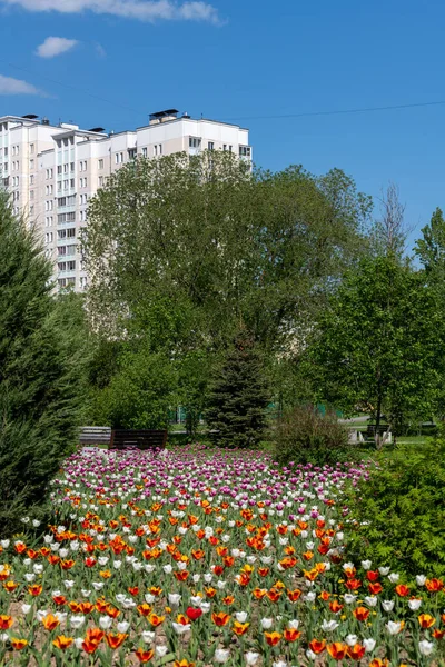 Zelenograd Zone Écologique Moscou Russie — Photo