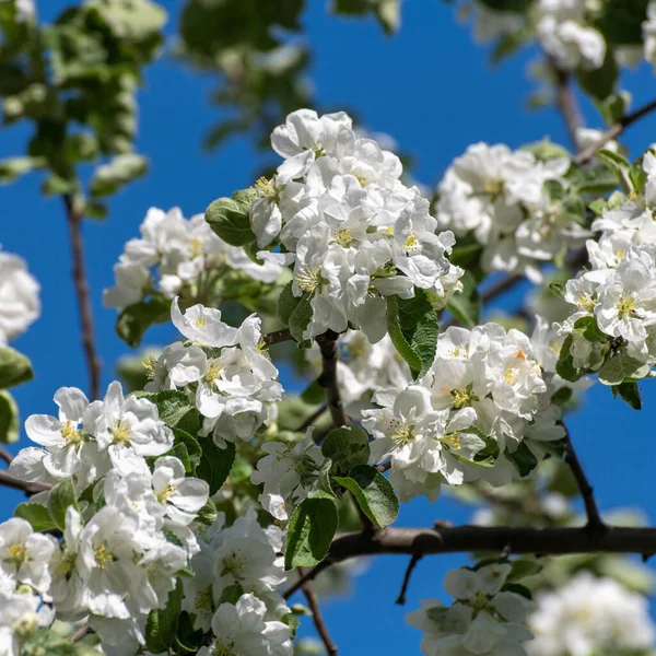 春天开着白花的苹果树 — 图库照片