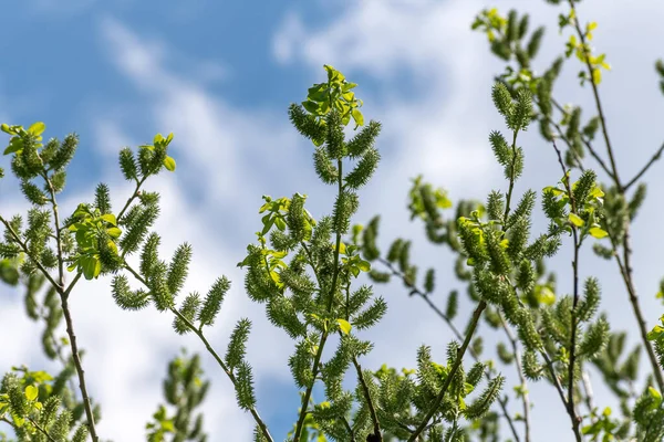 Takje Van Bloeiende Wilg Ruim — Stockfoto