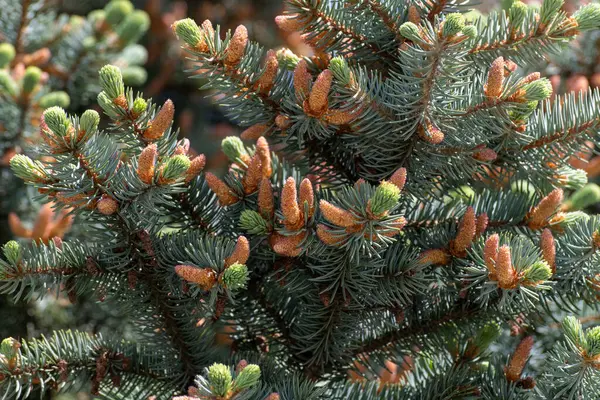 Many Young Spring Cones Spruce Branch — 图库照片