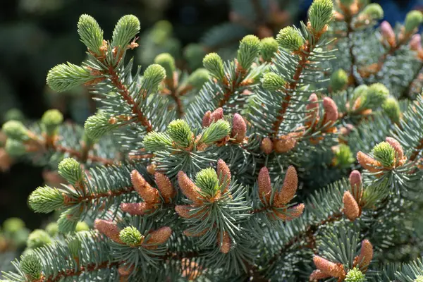 Many Young Spring Cones Spruce Branch — 图库照片