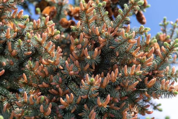 Many Young Spring Cones Spruce Branch — 图库照片