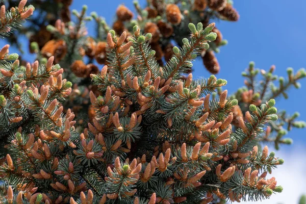 Many Young Spring Cones Spruce Branch — 图库照片