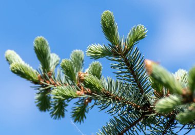 Mavi gökyüzüne karşı genç iğneleri olan ladin dalı