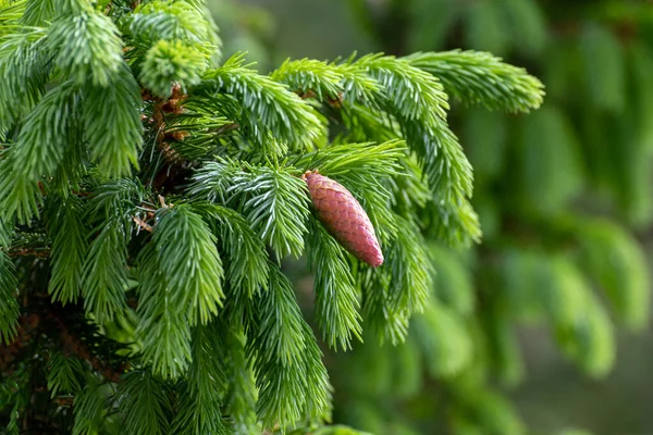 Spruce Branch Young Needles Young Spruce Cone — 图库照片