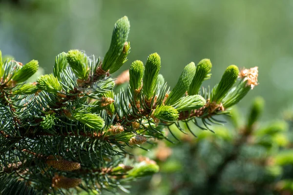 Spruce Branch Young Needles Young Spruce Cone — 图库照片