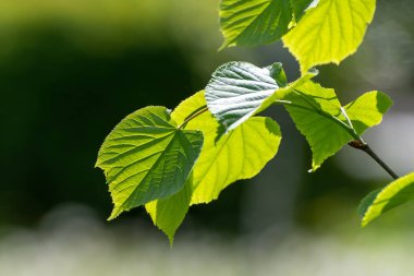 Genç ıhlamur yaprakları baharda