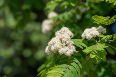 Beyaz çiçekli Rowan Sprig 'i