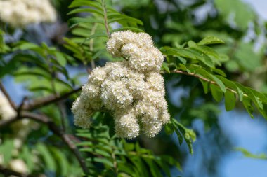 Beyaz çiçekli Rowan Sprig 'i