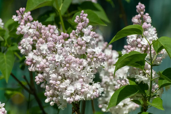Twig Beautiful Blooming Light Pink Lilac — Stock Photo, Image