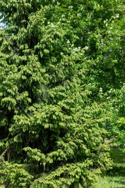 İlkbaharda ormandaki güzel genç ladin.