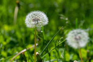Çimenlerde beyaz tohumlar olan karahindiba.
