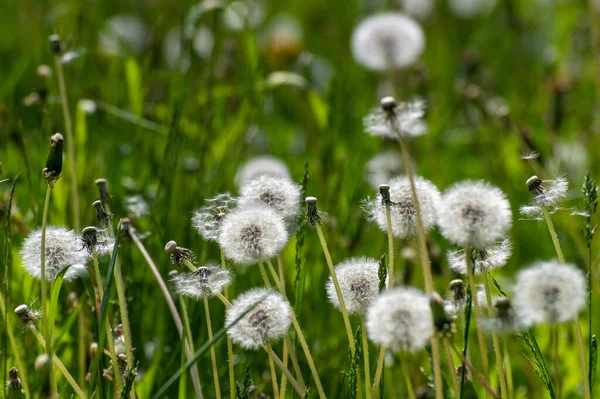 Löwenzahn Mit Weißen Samen Auf Dem Rasen — Stockfoto