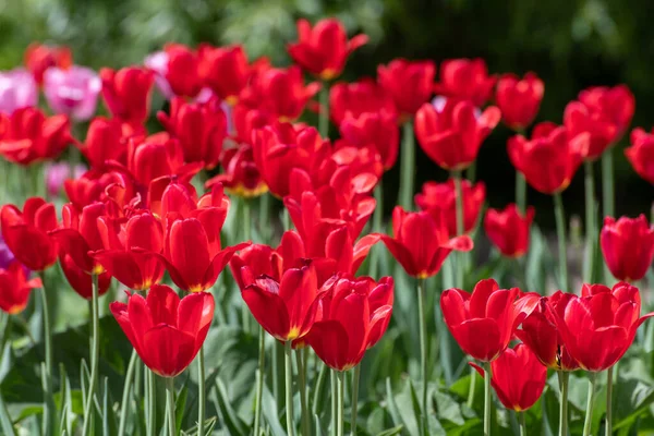 Sok Fajta Vörös Tulipán Virágágyáson — Stock Fotó