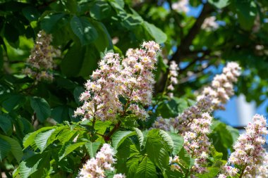 Mavi gökyüzü arka planında güzel açan kestane