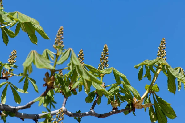 Ongeblazen Kastanje Tegen Een Blauwe Lucht — Stockfoto