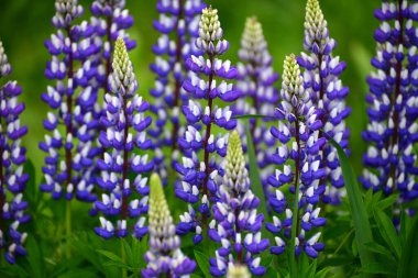 Vahşi luplarla dolu güzel bir çayır.