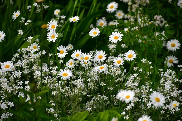 Beautiful Large Daisies Awhite Petals — Stock Photo, Image